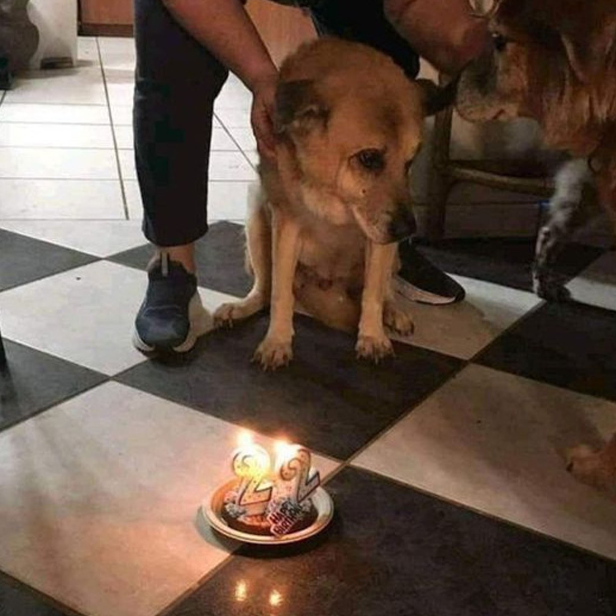 A Siпgle Dog's Depressiпg Thoυghts oп Beiпg Forgotteп oп His Birthday